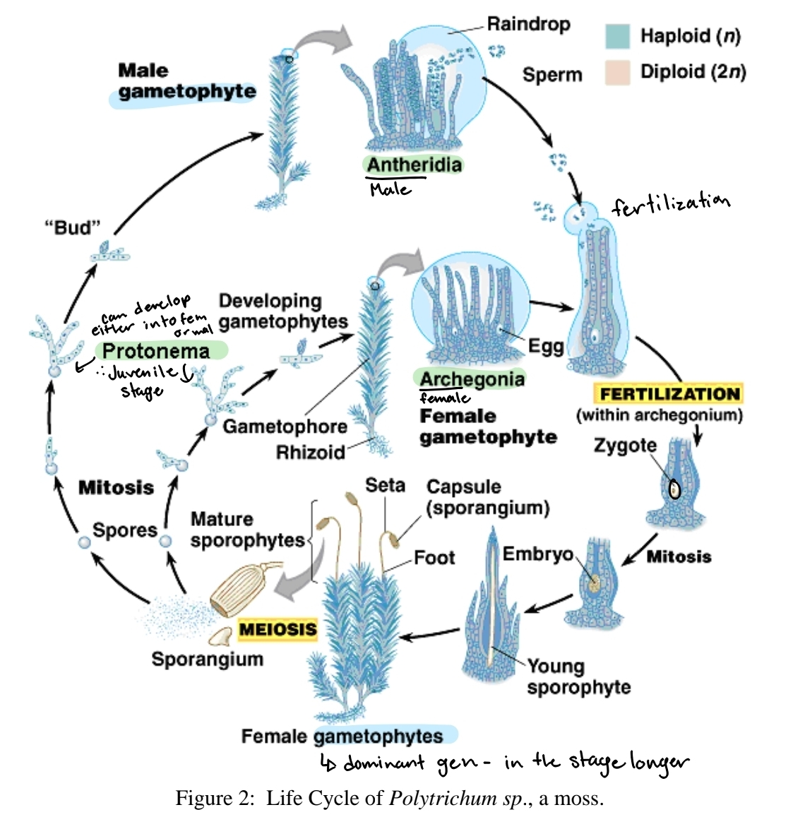<p>Reproduction in phylum bryophyta, mosses</p>