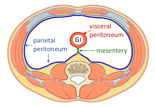 <p>Parietal: lines abdominal wall</p><p>Visceral: Covers organs</p>