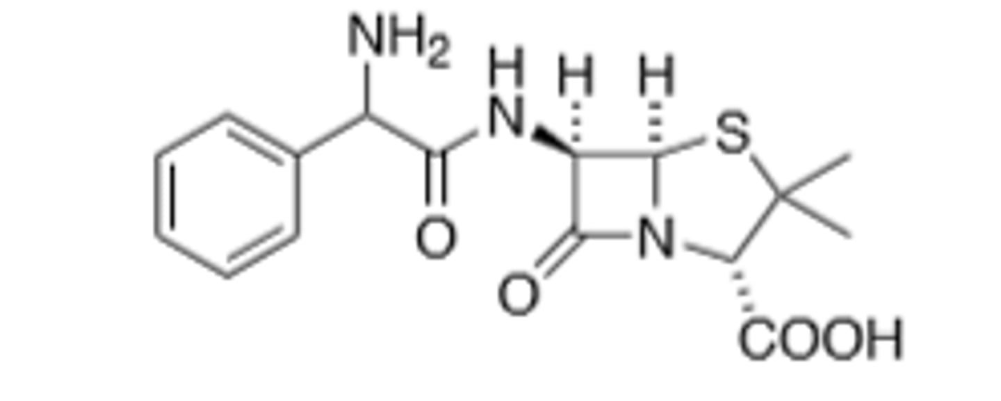 <p>B-Lactam, Broad Spectrum, NH2 protonated at physiological pH, B-Lactamsse Sensitive</p>
