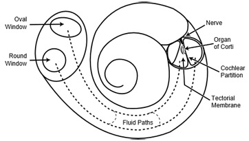 <p><strong><u>Audition (Mod 20)</u></strong></p><p>A specialized structure that sits on the <strong>basilar membrane</strong> within the cochlea in the inner ear. It contains the hair cells (the sensory receptors for hearing), their nerve endings, and supporting cells.</p>