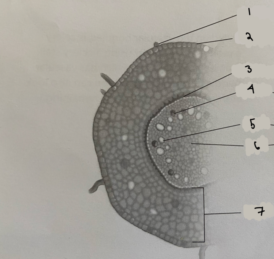 <p>what structure is 6? </p>