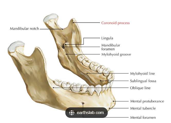 <p>it appears as an oblique line descending downwards and forwards from coronoid process,  in a horizontal position , stops at the third molar area or become continuous with the mylohyoid line </p><p>placed below the external oblique ridge </p>