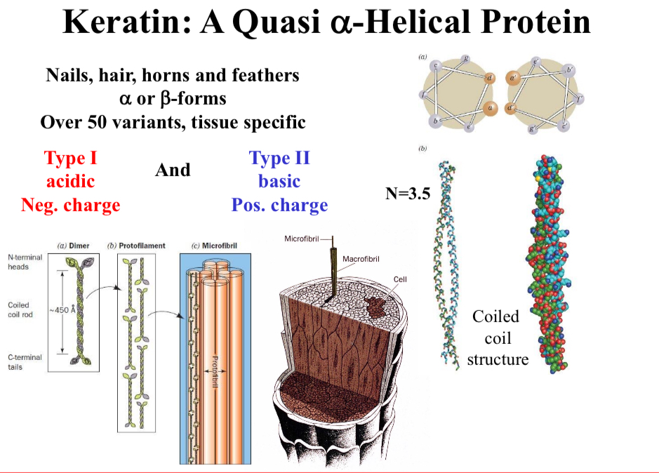 <p>2 types of keratin</p>