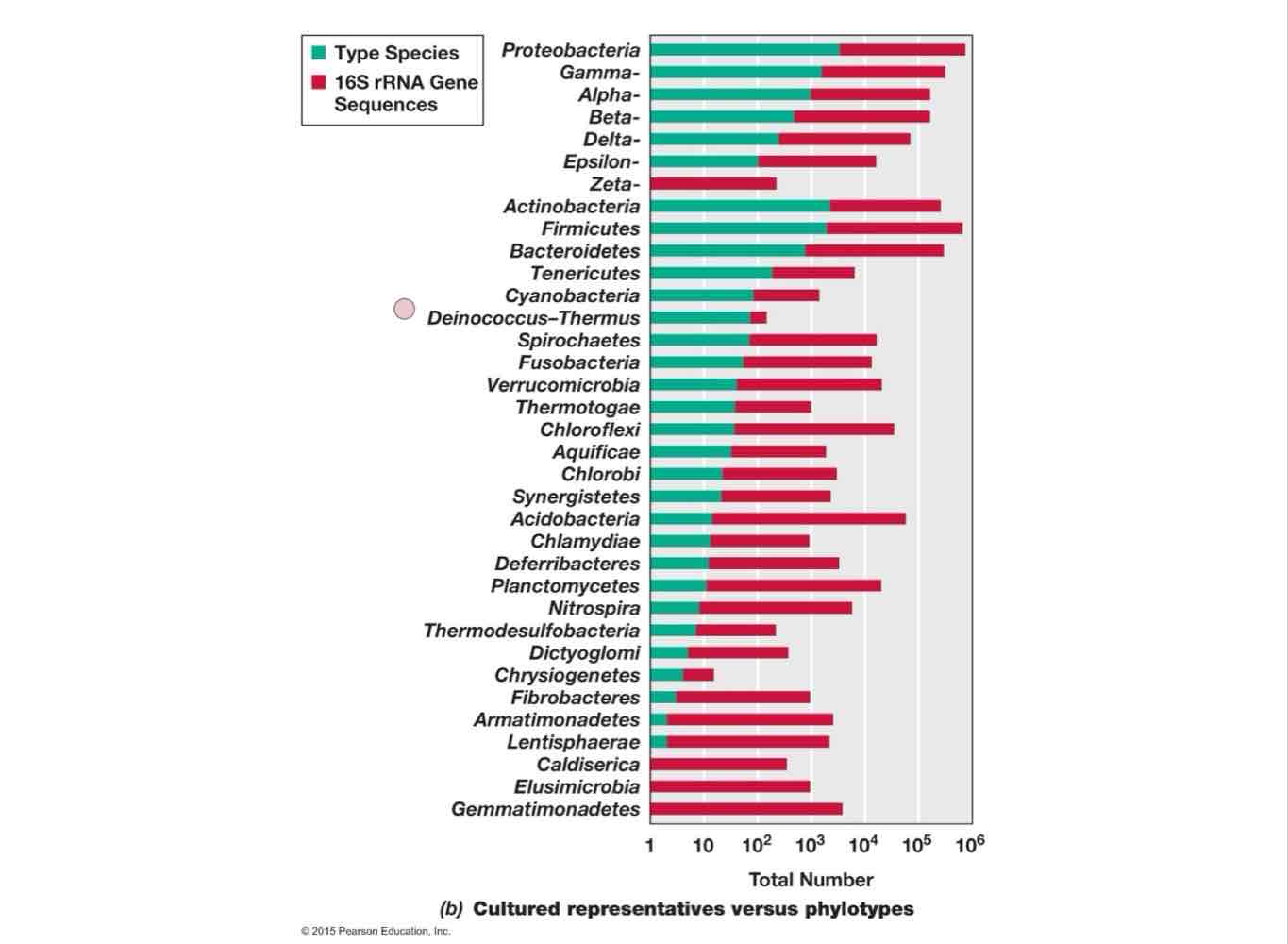 <p>False, they cannot. More phyla are known by their genome and not by their physical characters seen in vitro.</p>