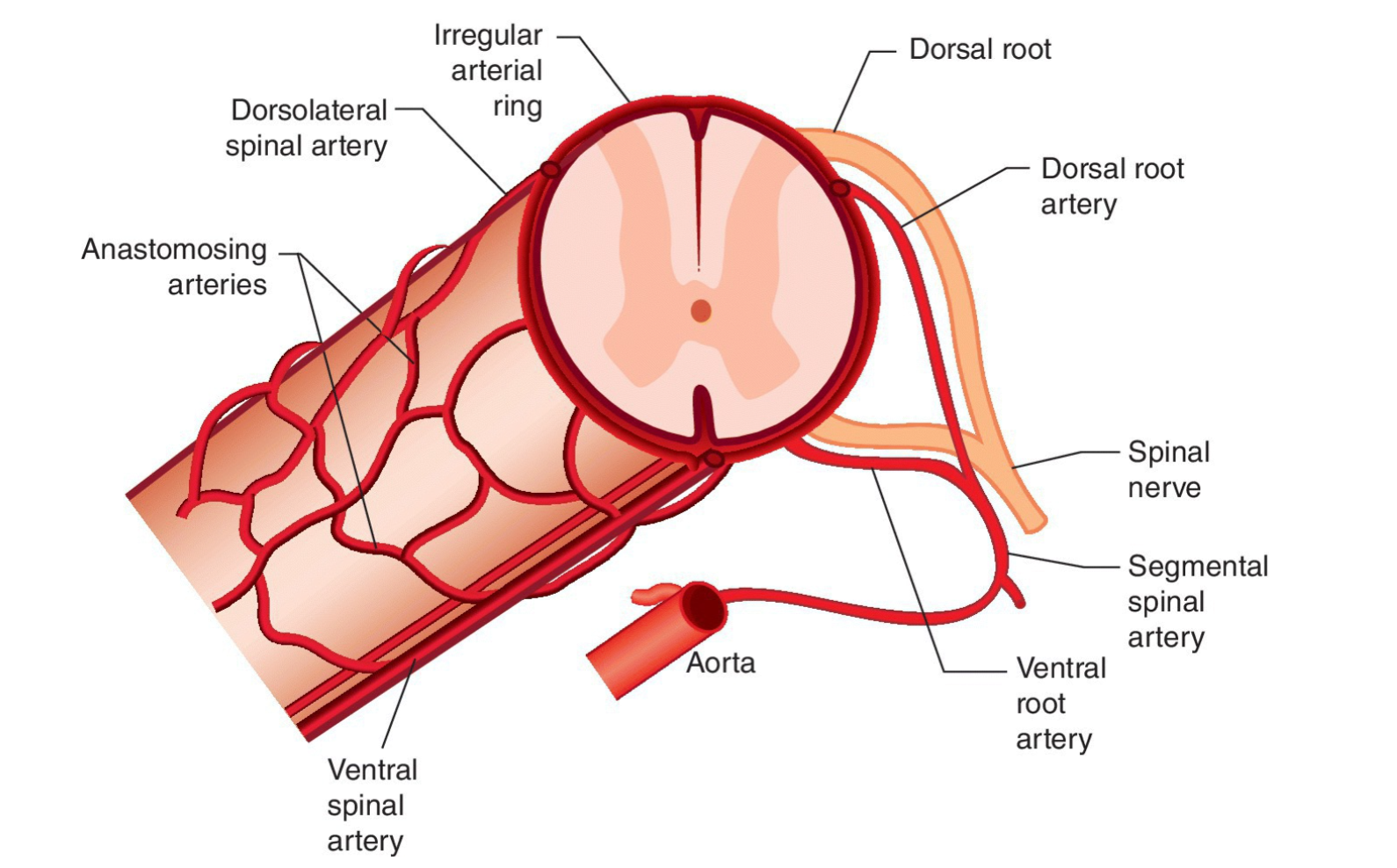 <p>Aorta → segmental spinal artery → <strong>Dorsal + ventral root arteries → </strong>irregular arterial ring<strong> </strong>(composed of <strong>2 dorsolateral spinal arteries </strong>and a <strong>SINGLE ventral spinal artery</strong>) → <u>anastomosing arteries</u> (netting of arteries that spreads around entire structure </p>