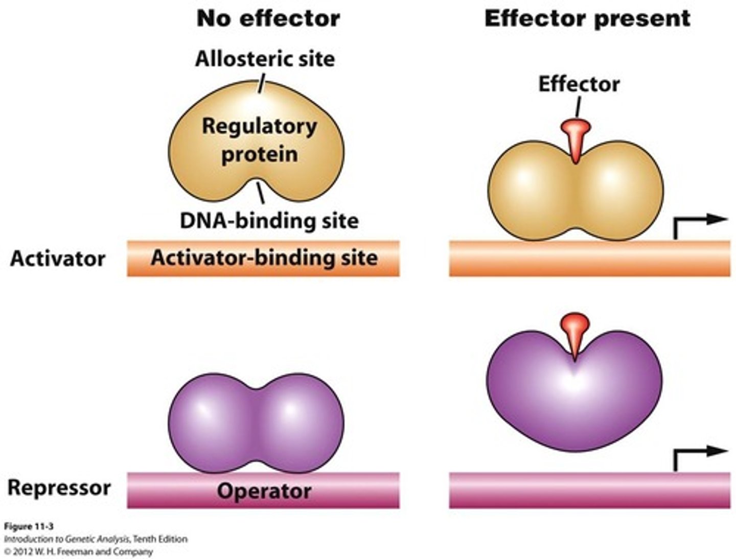 <p>- Activators bind to the activator-binding sites upstream of promoter</p><p>- Promote transcription initiation</p>