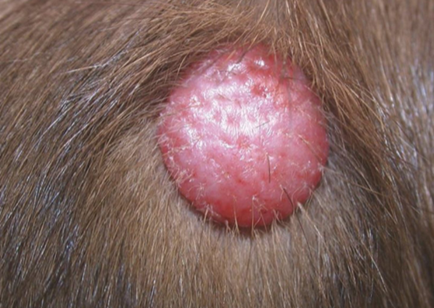 <p>What type of round cell tumor is this?</p>