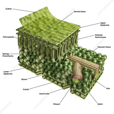 <p>spongy layer (Shown in the picture as the area with the spongy parenchyma) </p>