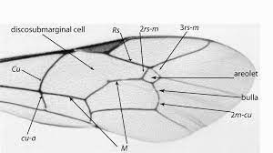 <p>Family: Ichneumonidae</p><p></p><p>Antennae long - More than 16 segments</p><p>1st submarginal cell and 1M cell merged in forewing (Horse shape)</p>