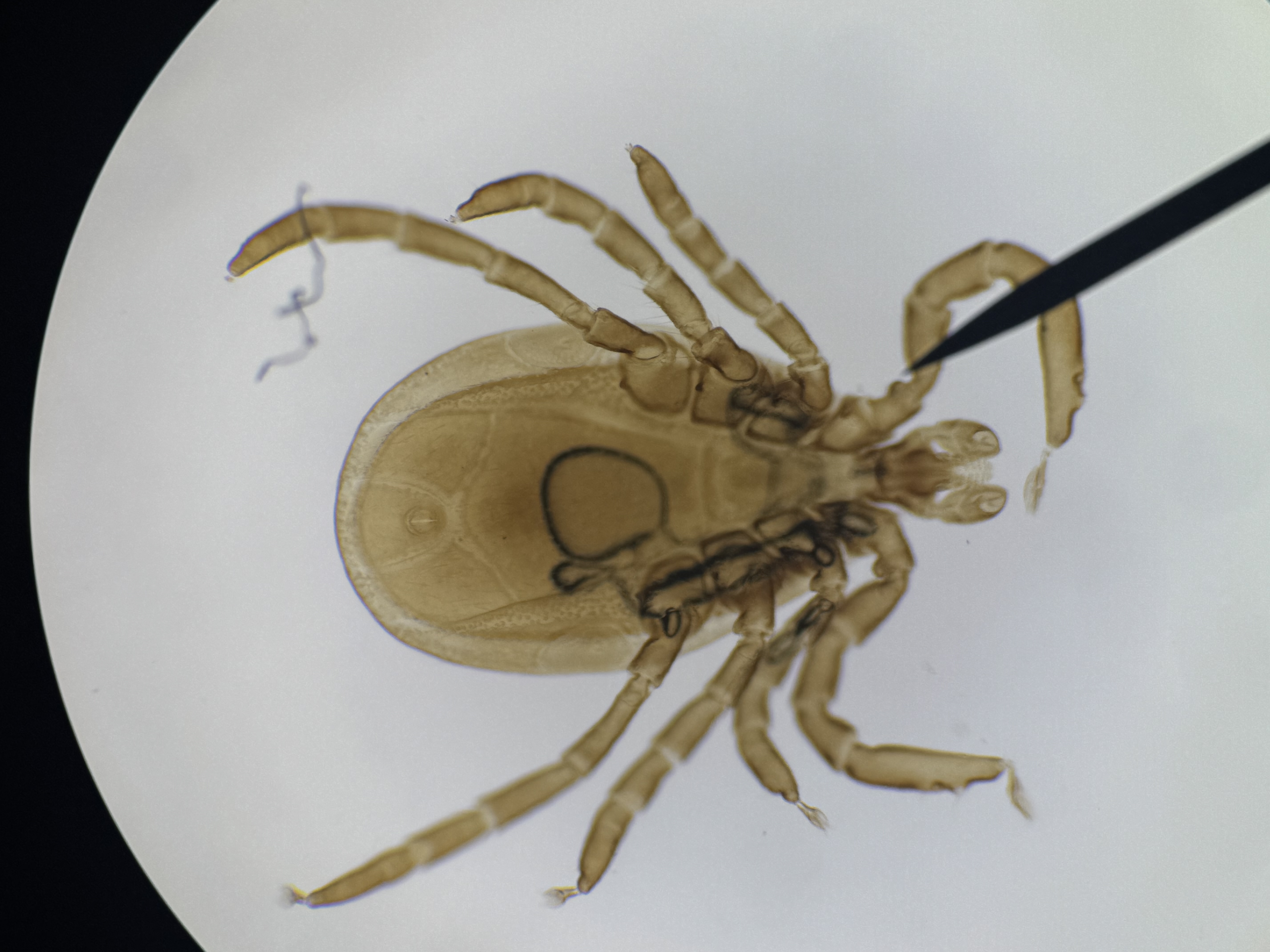 <p>Ixodes dammini</p>