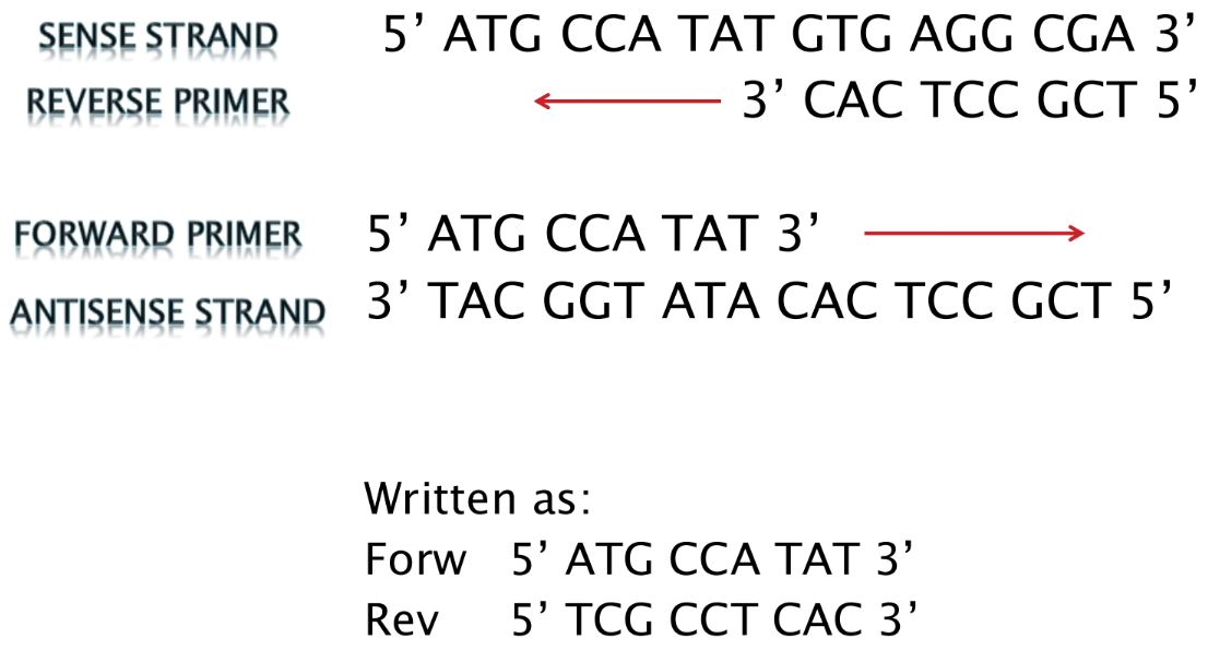 <p><span style="font-family: "Times New Roman", serif;"><u>Forward primer</u> = binds to the antisense strand</span></p><p class="MsoListParagraph"><span>-</span><span style="font-size: 7pt; font-family: "Times New Roman";">&nbsp;&nbsp;&nbsp;&nbsp;&nbsp;&nbsp;&nbsp;&nbsp;&nbsp; </span><span style="font-family: "Times New Roman", serif;">Sequence is the SAME as the sense strand (but binds to antisense strand)</span></p>