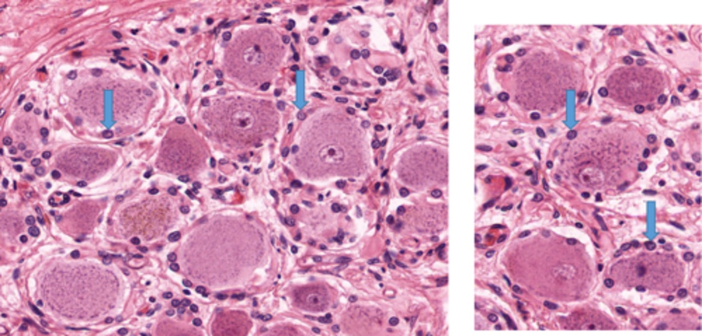 <p>Identify this cell</p>