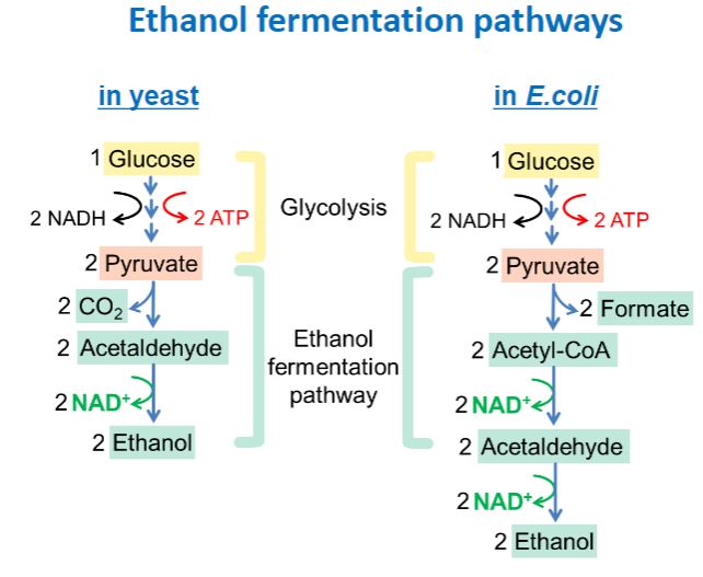 <p>Ethanol fermentation pathway</p>