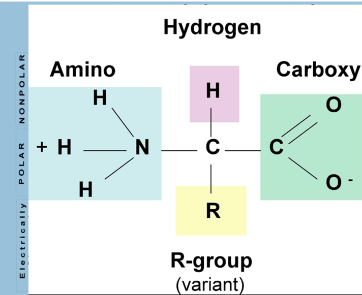 <ul><li><p>Peptide backbones</p></li><li><p>Same for all 20 types</p></li><li><p>Has polarity</p></li><li><p>Structure of protein</p></li><li><p>R is the region that differs</p></li></ul><p></p>