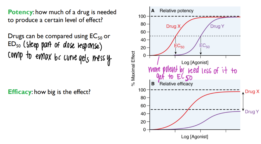 <p>SMALLER dose to get to EC50 (certain level of effect) </p>