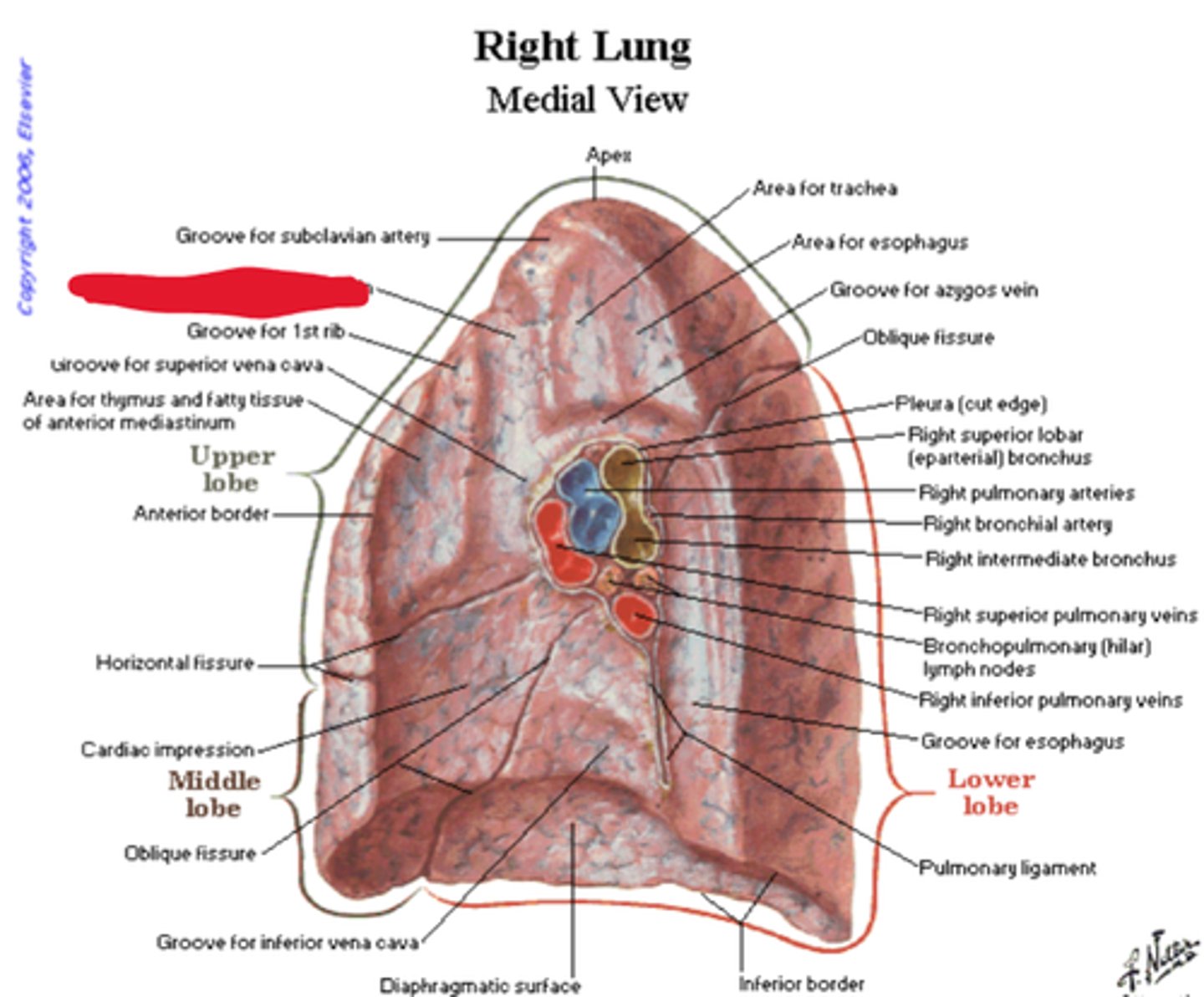 knowt flashcard image