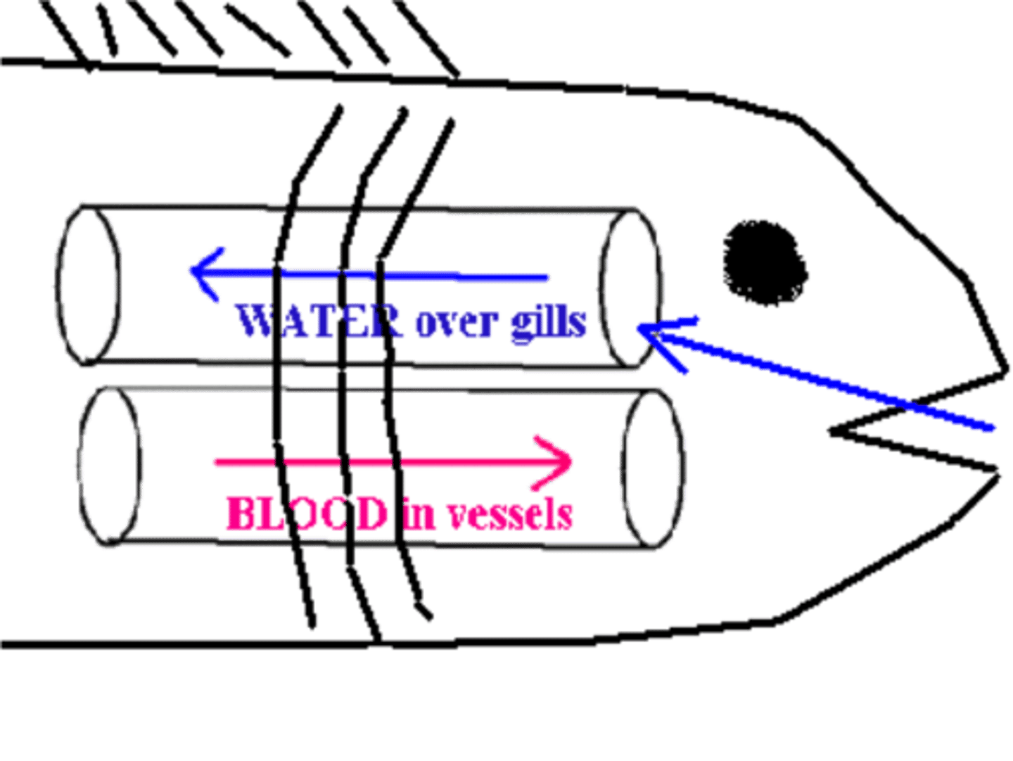 <p>Blood flows into gills in opposite direction of blood flow, this maximizes gas exchange and minimizes heat loss</p>