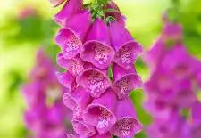 <p>digitalis purpurea</p>