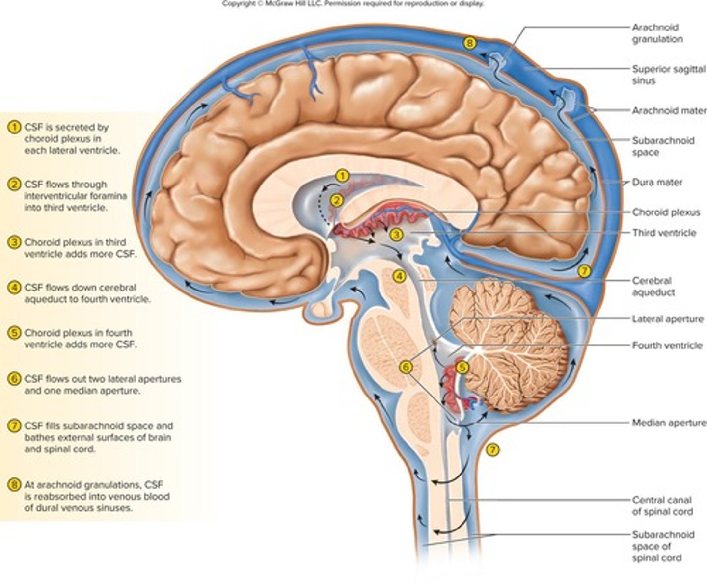 <p>Two lateral ventricles, third ventricle, and fourth ventricle.</p>