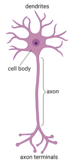 <p>what neuron is this?</p>