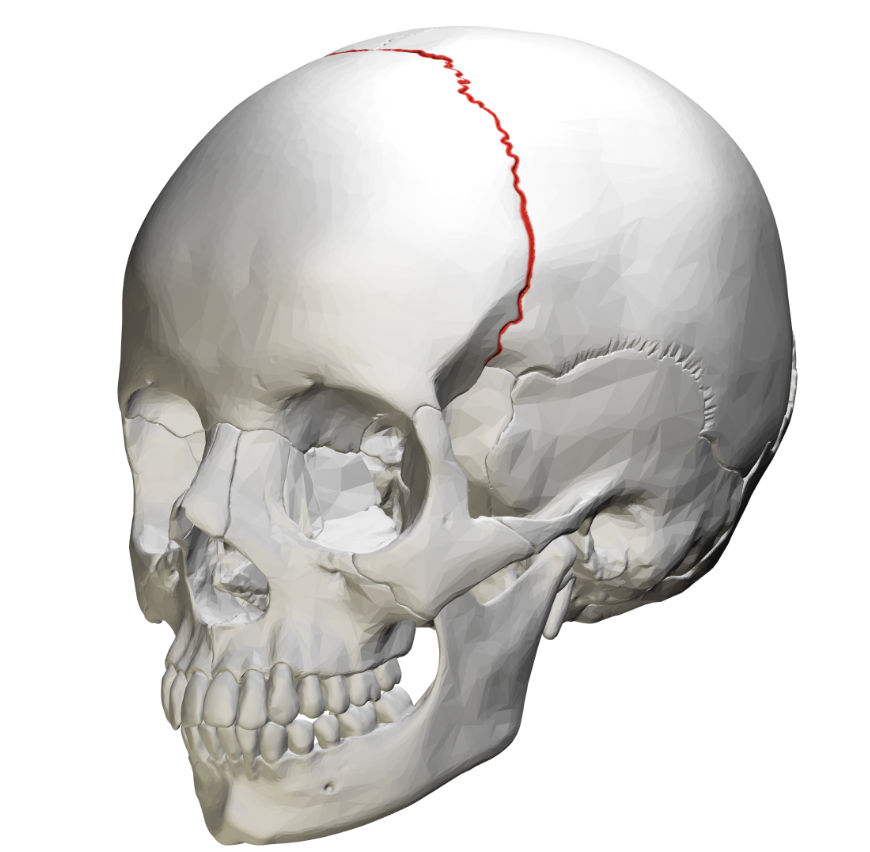 <p>Name the bone</p>