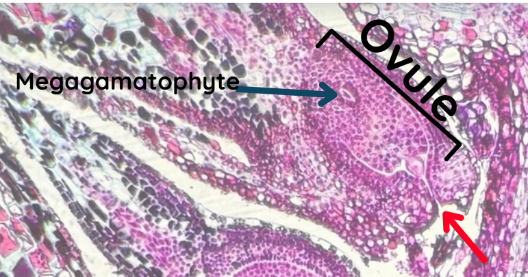 <p>What structure is the red arrow pointing to on the Pine Ovulate cone slide?</p>
