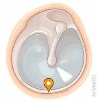 <p>what part of the ear is this</p>