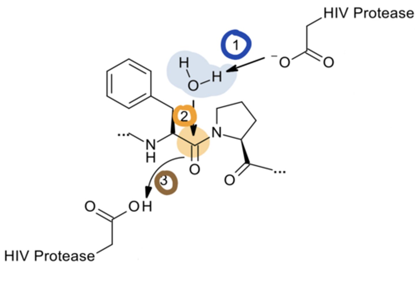 <p>HIV Protease Mechanism</p><p>Step 3: A second Asp residue stabilizes the ___ ___</p>