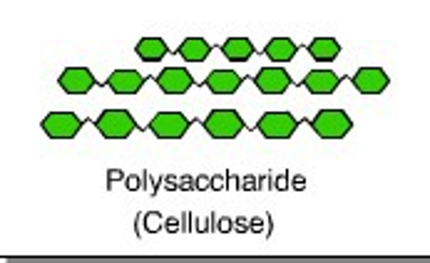 <p>A substance (made of sugars) that is common in the cell walls of many plants.</p>