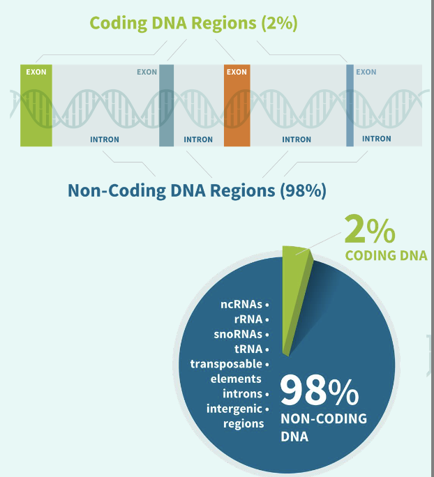 <p>only 2% - protein coding genes</p><p>98% are “junk” - are you wasting energy to produce DNA that are mostly useless?</p>