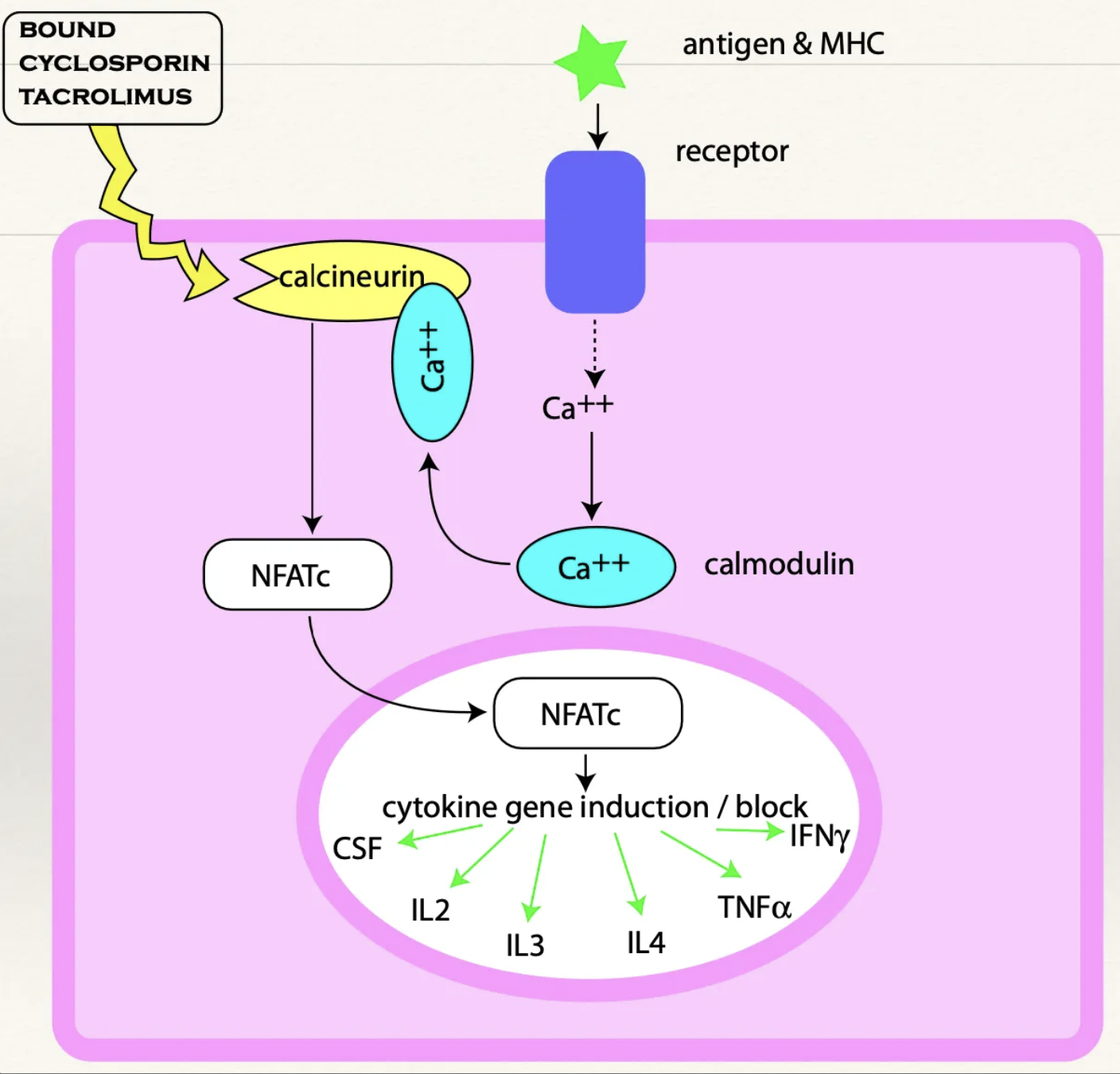 <p><u>MoA:</u> Binds immunophilin which inhibits calcineurin → NFATc is NOT transported to the nucleus → Prevents production of cytokines (eg. IL, TNF, IFN) → T-cell activation blocked which prevents clonal expansion and a cytotoxic response</p><p><u>Indications:</u> Immunosuppression</p><ol><li><p>Atopic dermatitis (eczema)</p></li><li><p>Keratoconjunctivitis sicca</p></li><li><p>Anal furunculosis</p></li><li><p>Adjunct to corticosteroids</p></li><li><p>Transplants</p></li></ol><p></p>