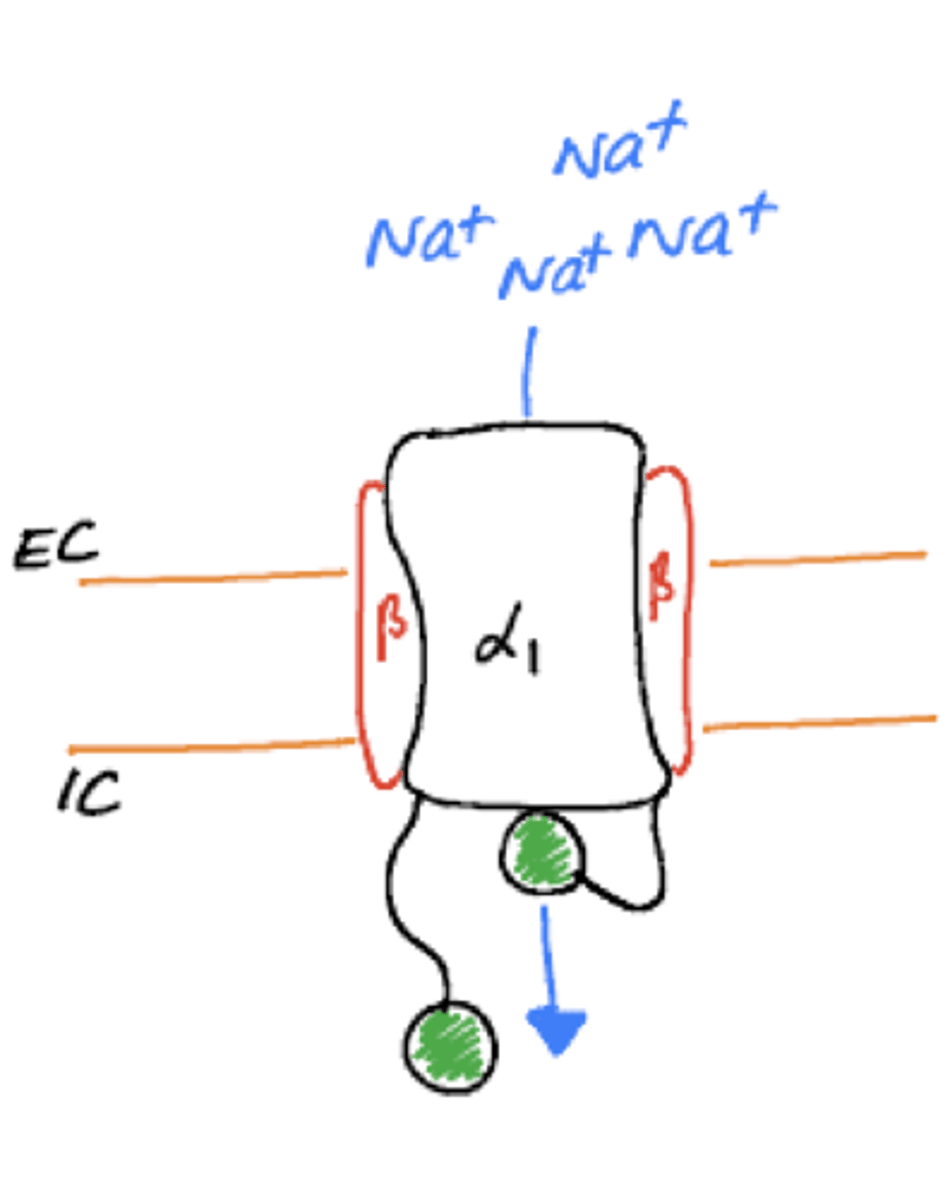 <p>- Contain the main α1 subunit as well as auxiliary subunits e.g., 2 x β subunit</p><p>- α1 subunit forms a pore in which Na+ ions move through.</p><p>- Auxiliary subunits are beside the main α1 subunits.</p>