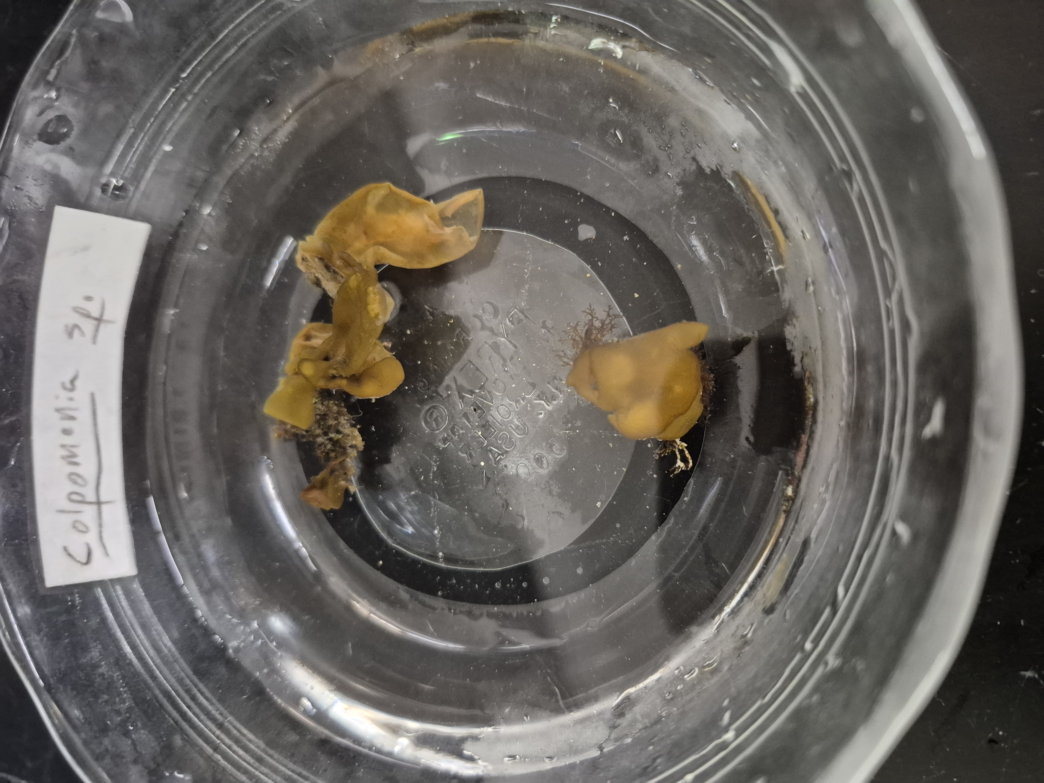 <p>Colpomenia </p>