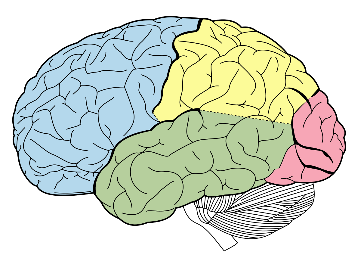 <p>2 Hemispheres, 4 Lobes Each Side</p><p>Frontal, Parietal, Temporal, Occipital</p>