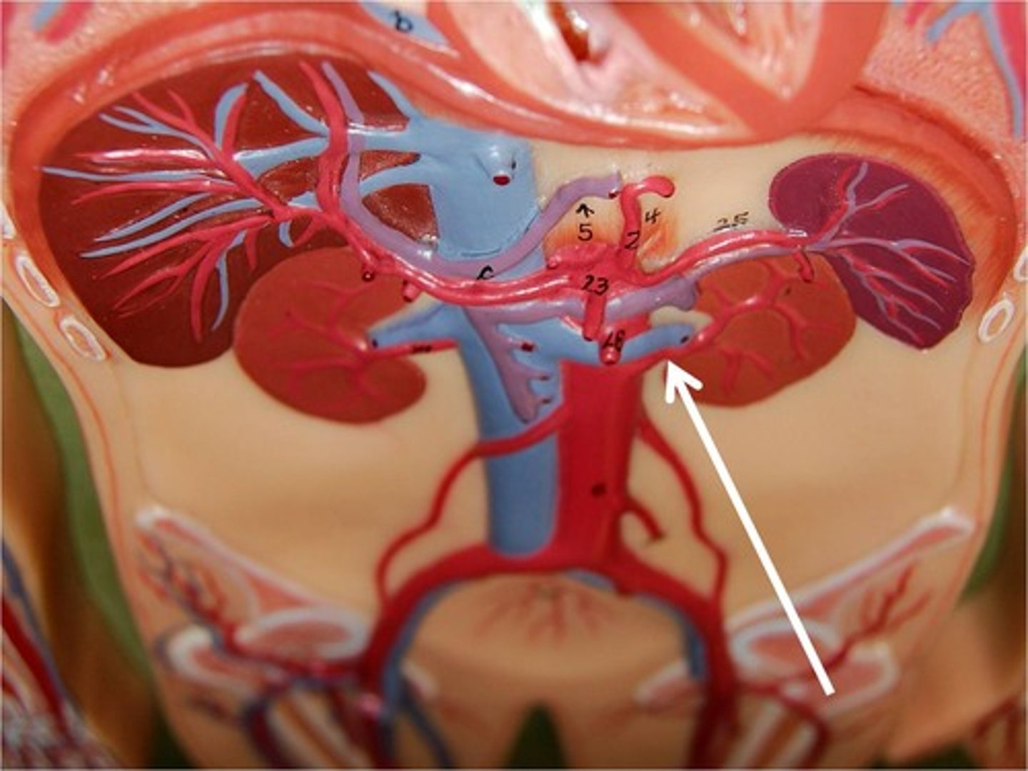 <p>-carry blood from the heart to the kidneys via abdominal aorta</p><p>-kidneys receive blood from the right and left renal arteries!</p>
