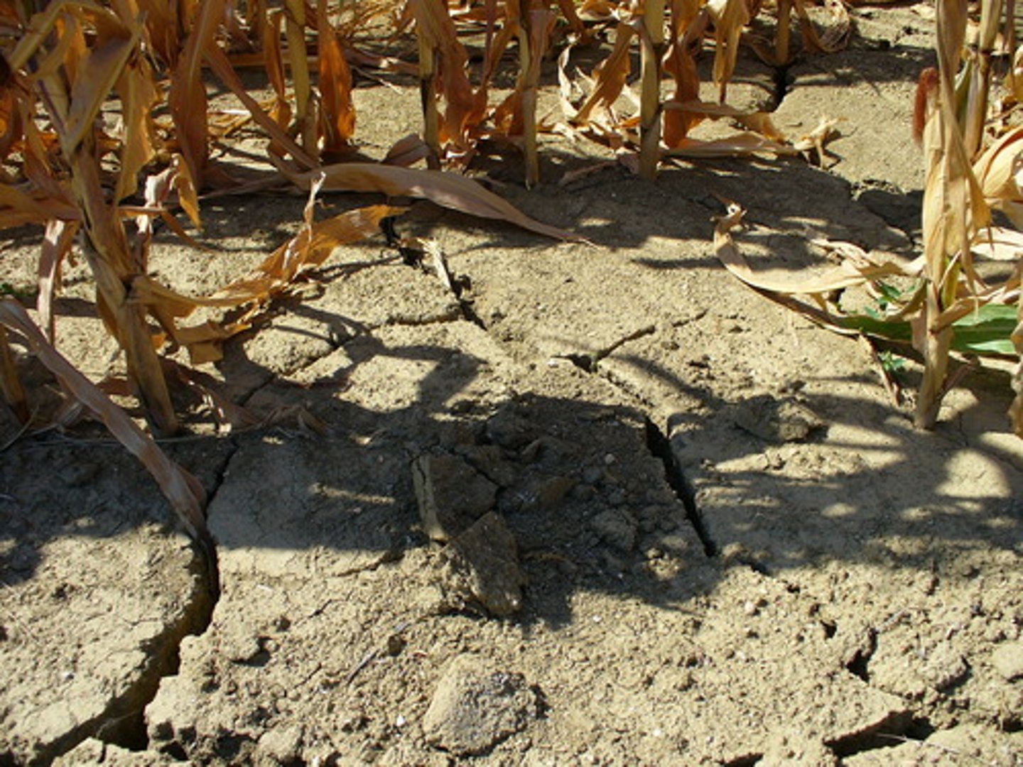 <p>a form of land degradation that occurs when soil deteriorates to a very dry condition</p>