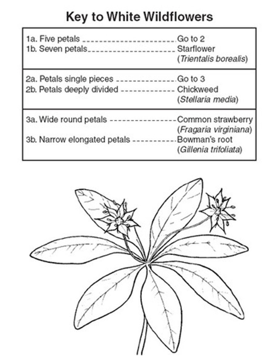 <p>A flower with five petals that are deeply divided would be______.</p><p>A. starflower B. chickweed C bowemans root</p>