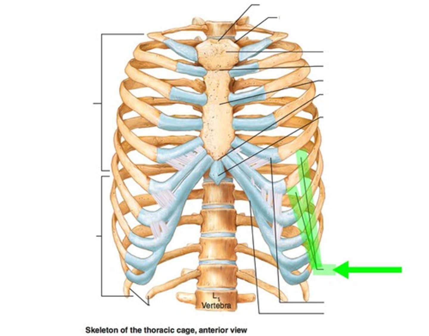 <p>filled w/the intercostal muscles that aid in breathing</p>