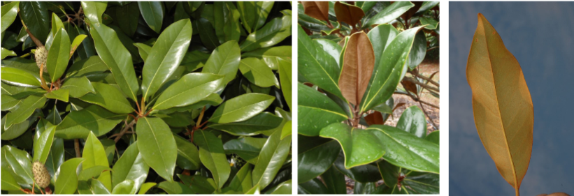 <p>Alternate, simple, evergreen leaf with entire margins and a rusty fuzz below. </p>