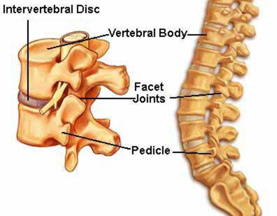 <p>Intervertebral disc</p>