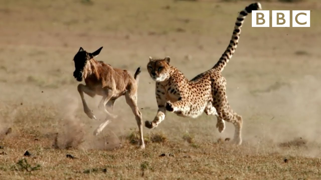 <p>form of predation in which predators actively give chase to their prey, either solitarily or as a group<span>. Less search time but longer pursuit time.</span></p>