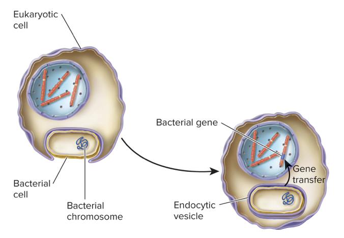 the transfer of genes from one individual to another individual that is not its offspring
