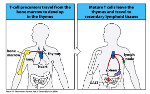 <p>-microenvironment for T-cell development</p><p>-T cells develop in the thymus from progenitors that are derived from pluripotent stem cells located in the bone marrow</p><p>-T cell development takes 3 weeks and generates mature T cells that populate the peripheral lymphoid organs</p><p>-thymus absolutely required</p>
