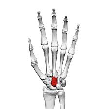 <p>name this bone or bone marking</p>