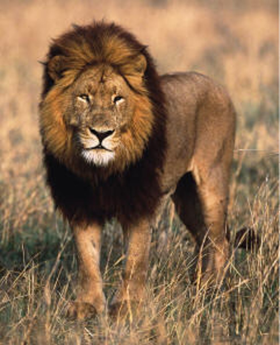 <p>lion</p>