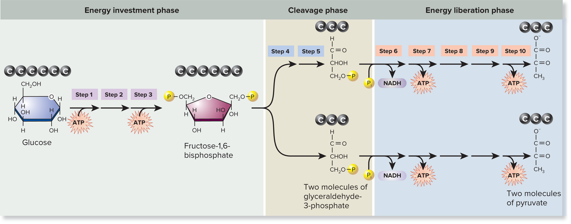 <p><span style="font-family: Arial, sans-serif">Glucose is broken down to two pyruvate molecules producing a net energy yield of two ATP molecules and two NADH molecules&nbsp;</span></p><p><span style="font-family: Arial, sans-serif">The two molecules are synthesized via substrate-level phosphorylation which occurs when an enzyme directly transfers a phosphate from on organic molecule to ADP</span></p><p><span style="font-family: Arial, sans-serif">In eukaryotes,&nbsp; glycolysis occurs in the cytosol</span></p>