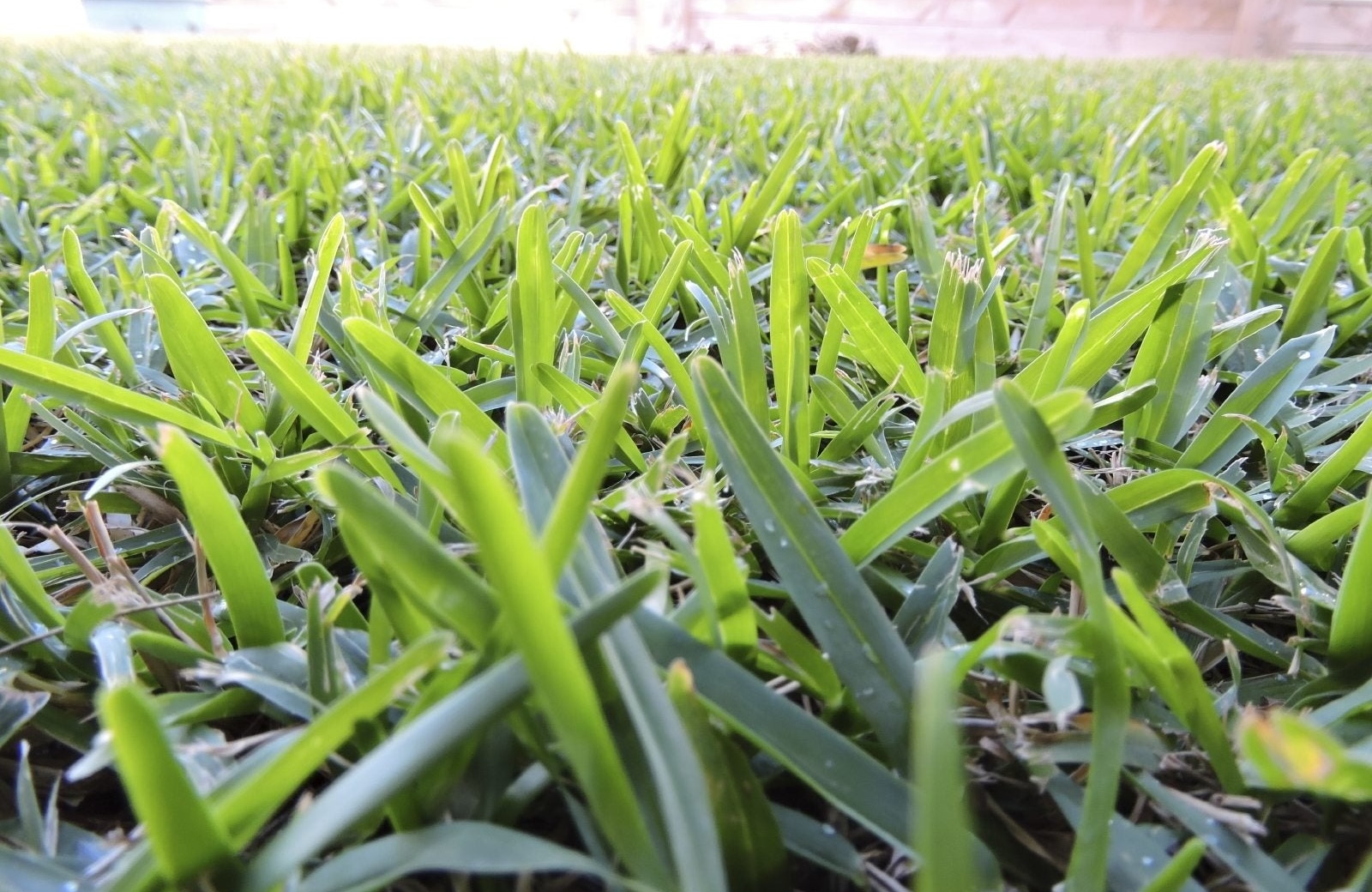 <p>Buffalograss</p>