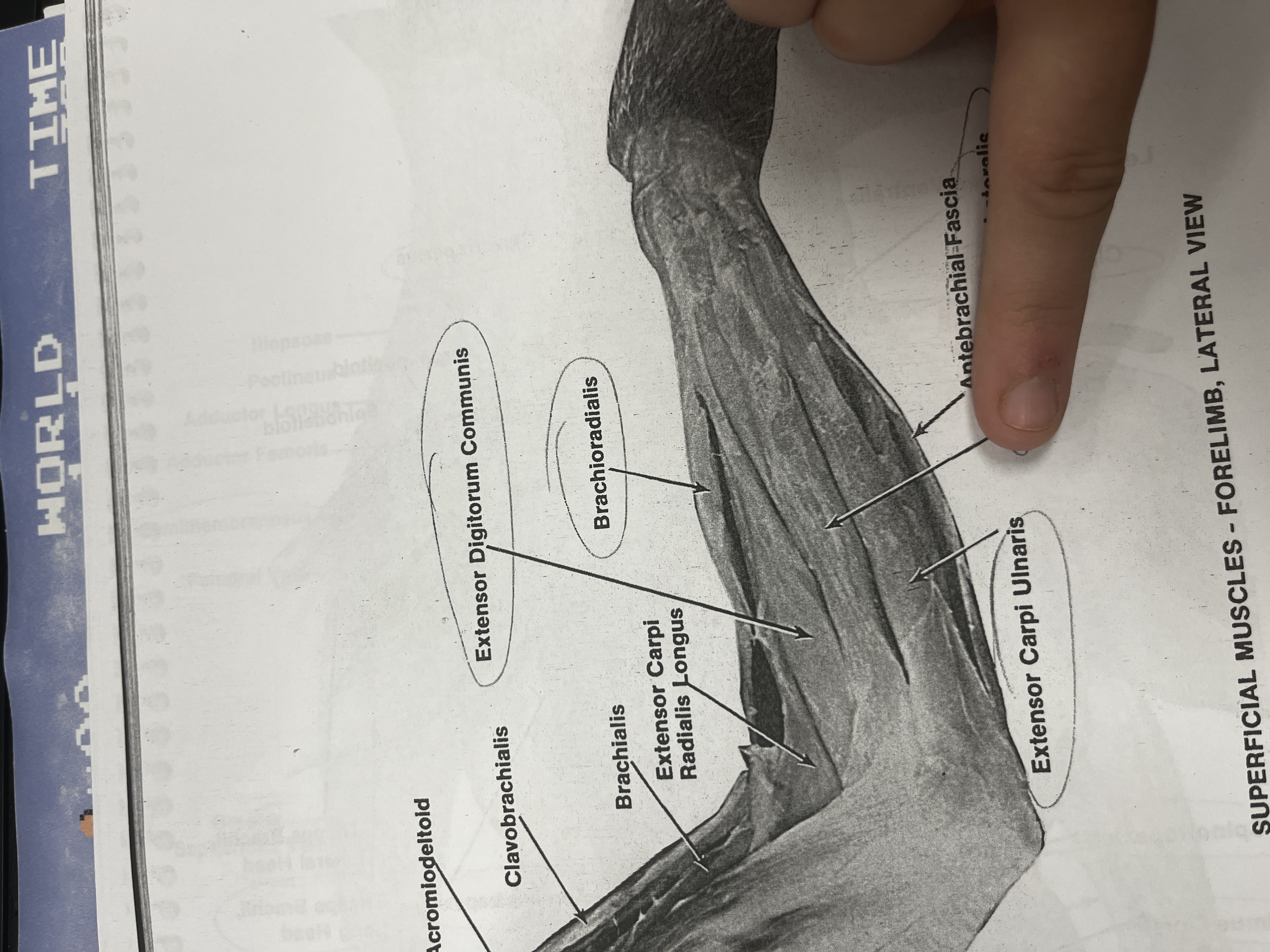 <p>A muscle that extends and moves the little finger.</p>