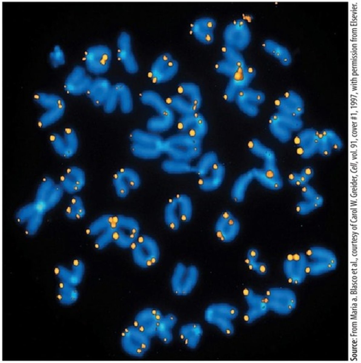 <p>A cap at the ends of eukaryotic chromosomes formed by repeated DNA sequences and specialized proteins, essential for complete replication.</p>