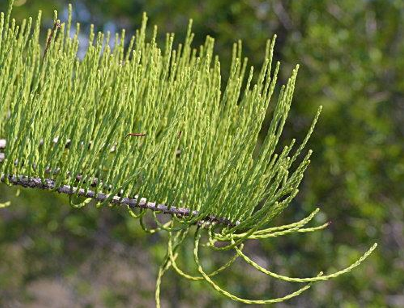 Family: Cupressaceae
Common: pond cypress
Range: VA, FL, W to TX, up to Illinois along MS river
Habitat: standing water, Cypress domes. Hydric soils.
Size: 80ft tall
Persistence: Deciduous
Other: gymnosperm, conifer